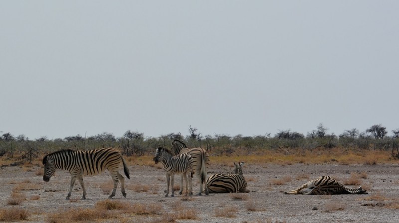 namibija-in-bocvana-2016-2496