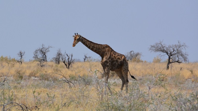 namibija-in-bocvana-2016-2507