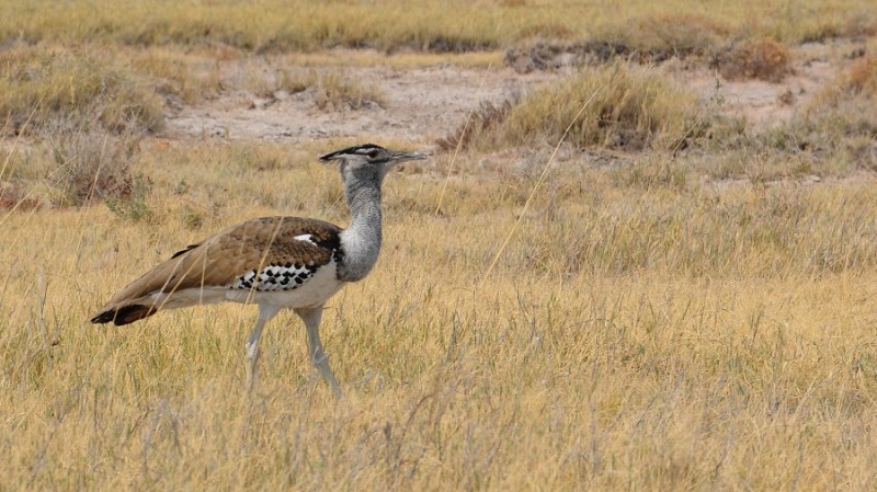 namibija-in-bocvana-2016-2514