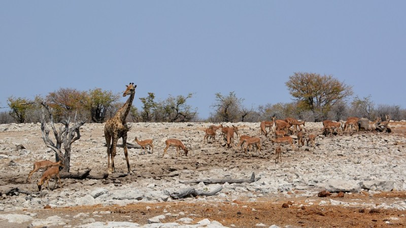 namibija-in-bocvana-2016-2517