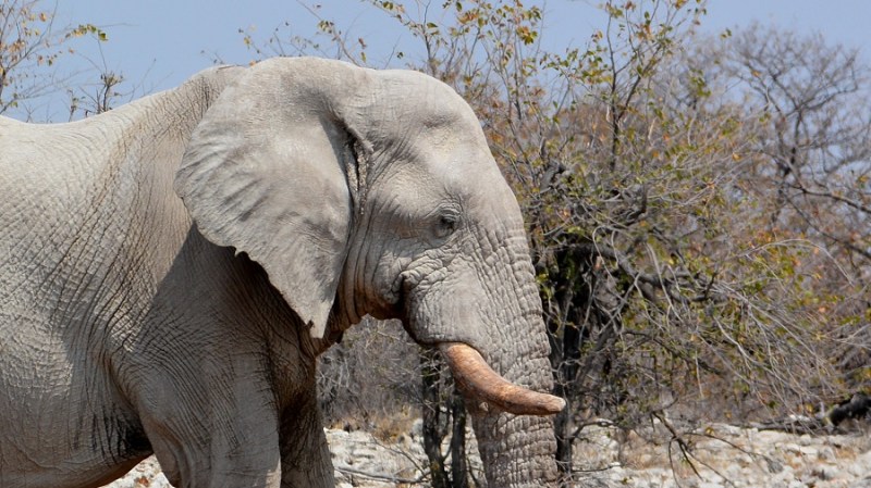 namibija-in-bocvana-2016-2528
