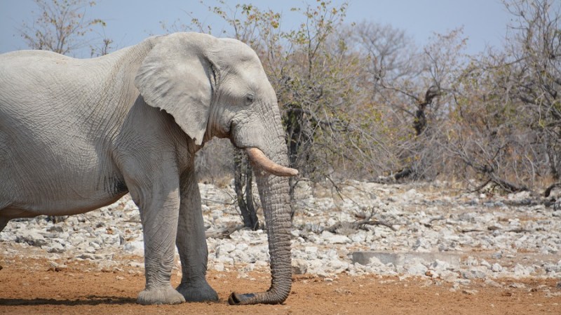 namibija-in-bocvana-2016-2529