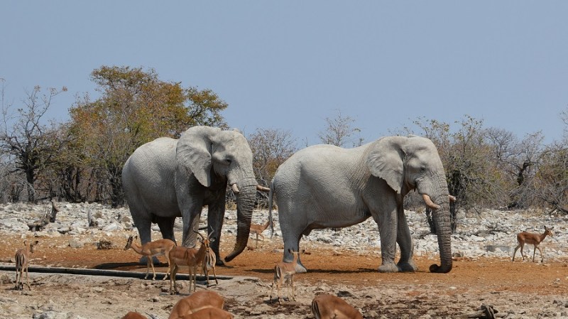 namibija-in-bocvana-2016-2531