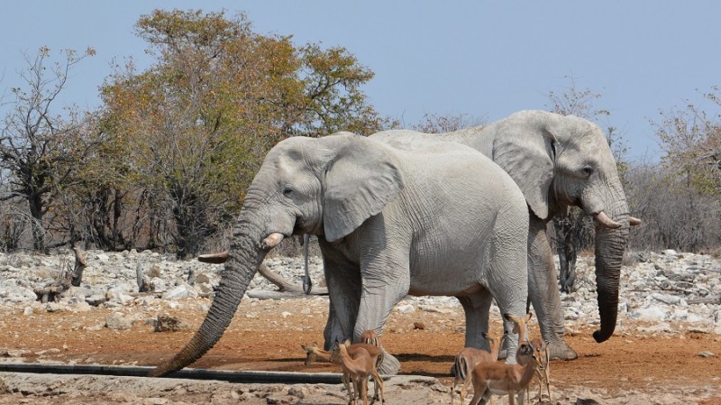 namibija-in-bocvana-2016-2537
