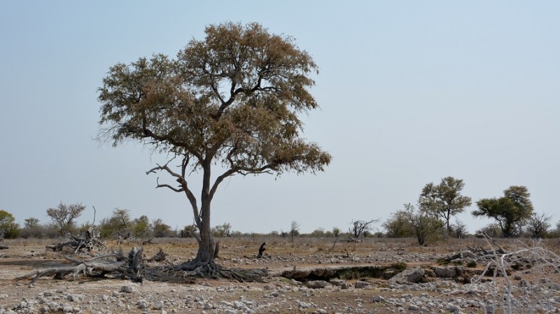 namibija-in-bocvana-2016-2560