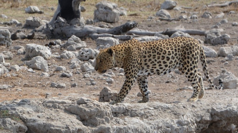 namibija-in-bocvana-2016-2602
