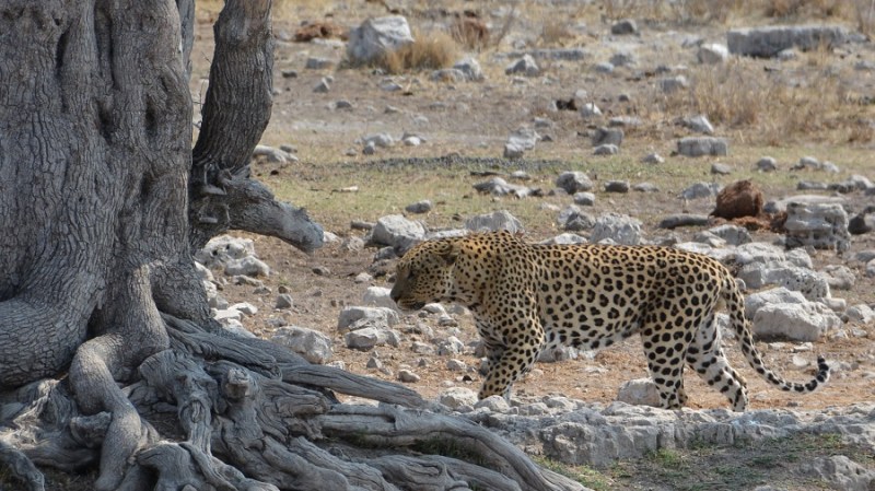 namibija-in-bocvana-2016-2604