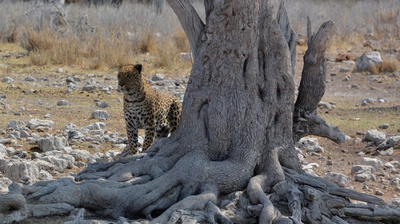 namibija-in-bocvana-2016-2607