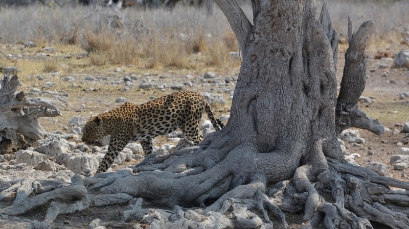 namibija-in-bocvana-2016-2609