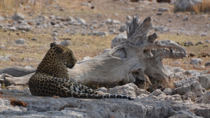 namibija-in-bocvana-2016-2612