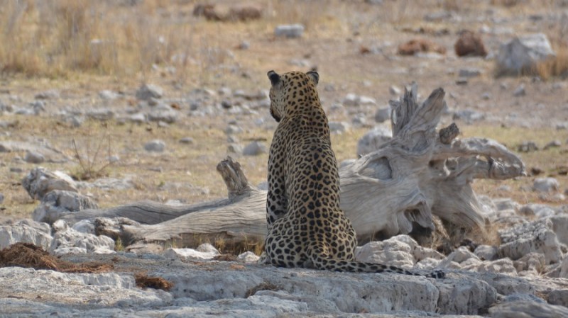 namibija-in-bocvana-2016-2613