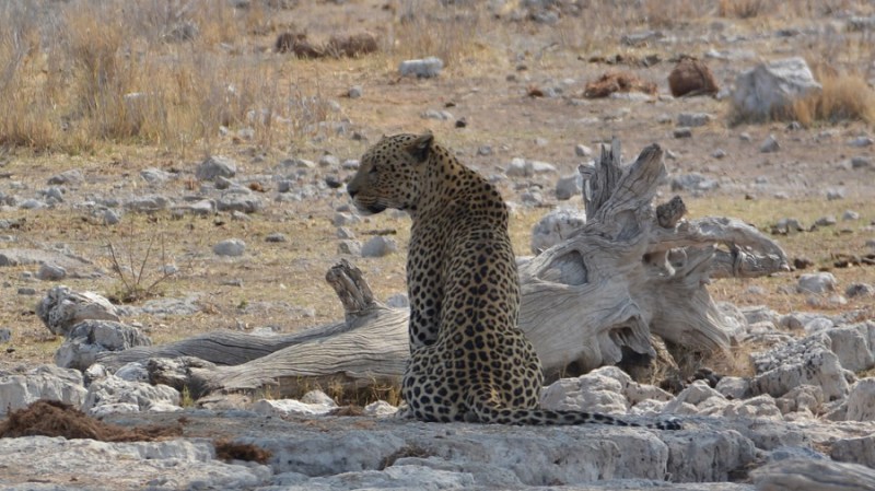namibija-in-bocvana-2016-2621