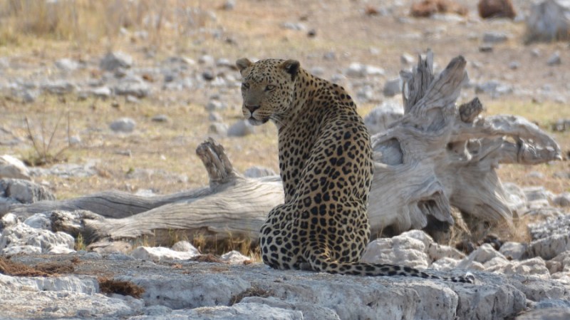 namibija-in-bocvana-2016-2626