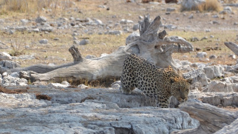 namibija-in-bocvana-2016-2628