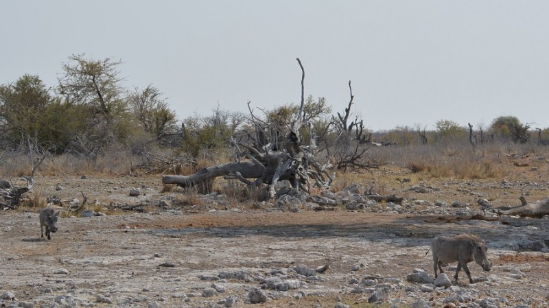 namibija-in-bocvana-2016-2631
