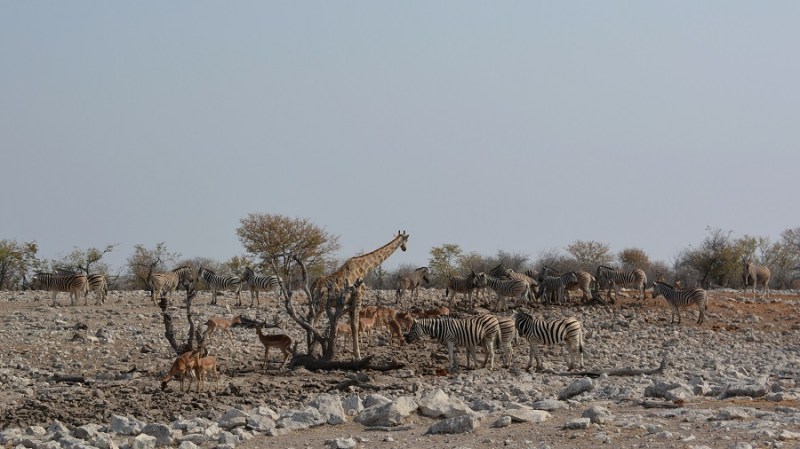 namibija-in-bocvana-2016-2636
