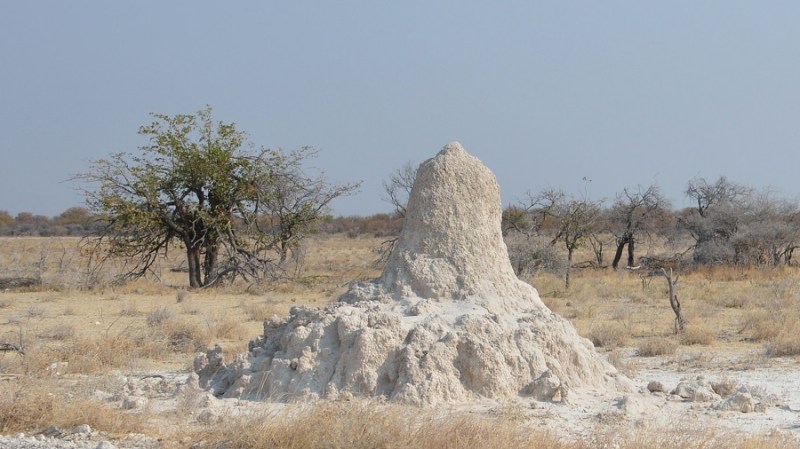 namibija-in-bocvana-2016-2637
