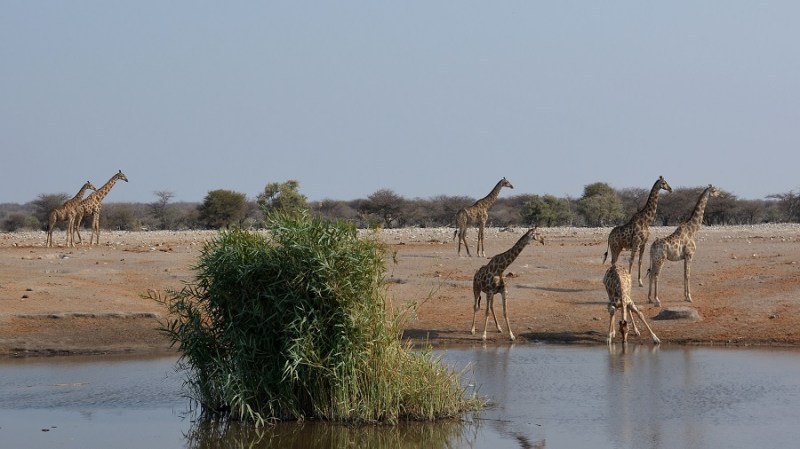 namibija-in-bocvana-2016-2640