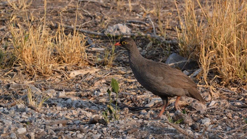 namibija-in-bocvana-2016-2645