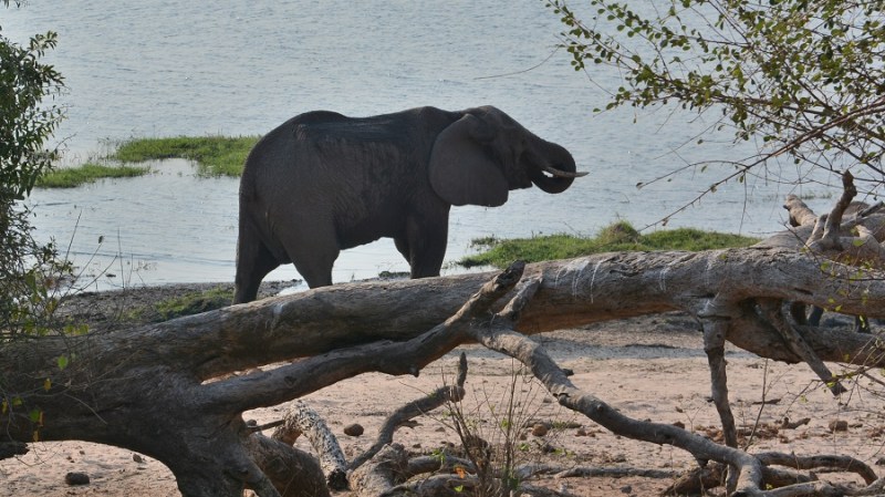 namibija-in-bocvana-2016-2765