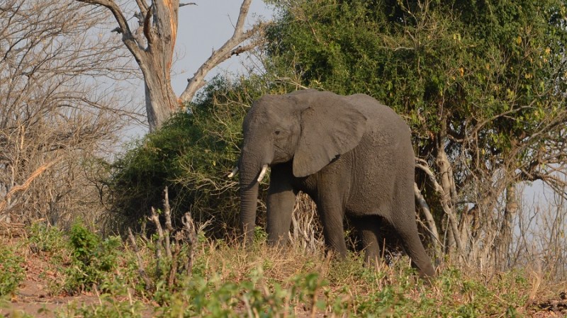 namibija-in-bocvana-2016-2776