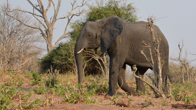 namibija-in-bocvana-2016-2778