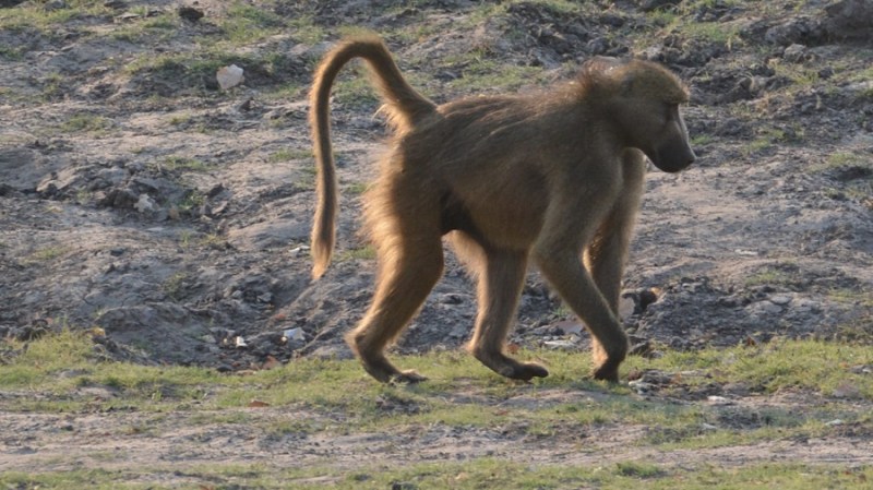 namibija-in-bocvana-2016-2805