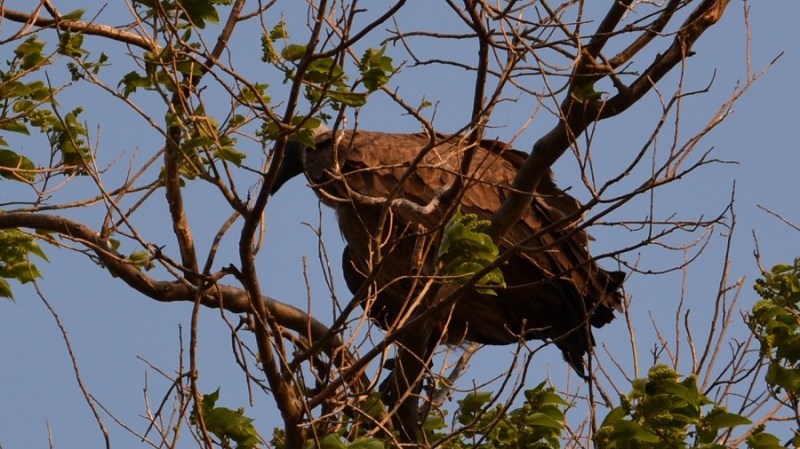 namibija-in-bocvana-2016-2808
