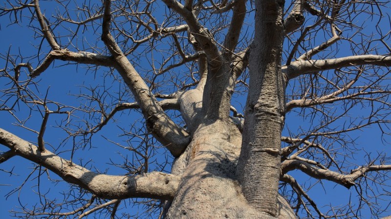 namibija-in-bocvana-2016-3174