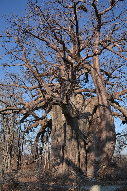 namibija-in-bocvana-2016-3184
