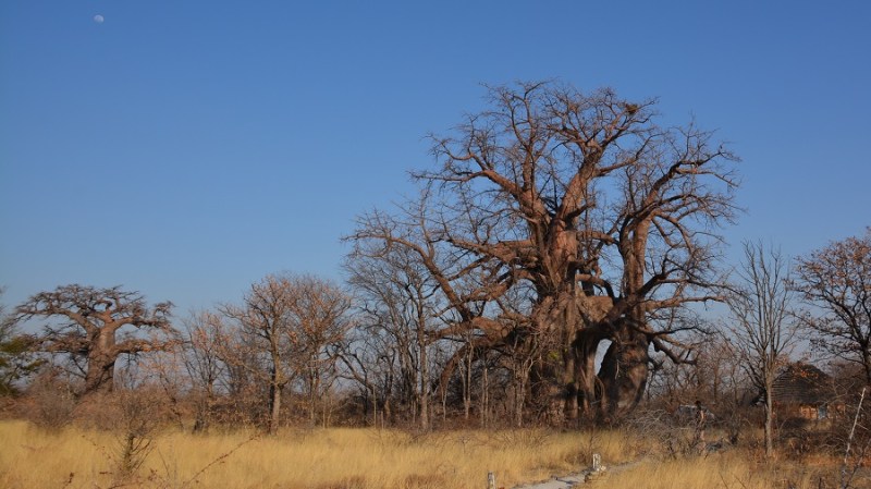 namibija-in-bocvana-2016-3197