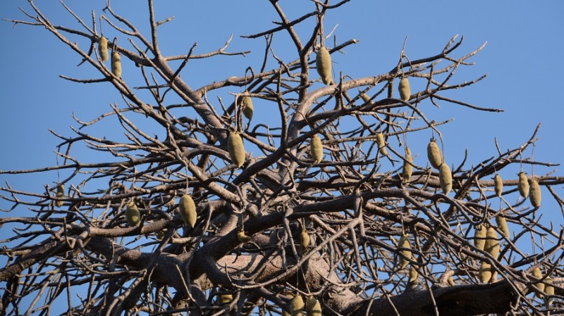 namibija-in-bocvana-2016-3204