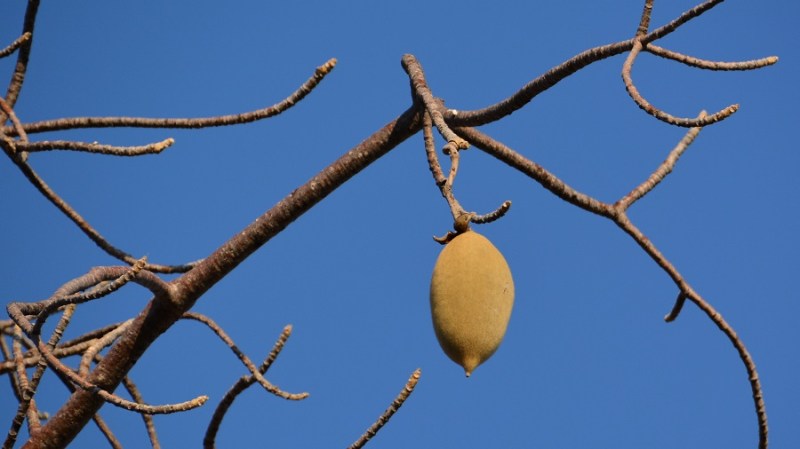 namibija-in-bocvana-2016-3210