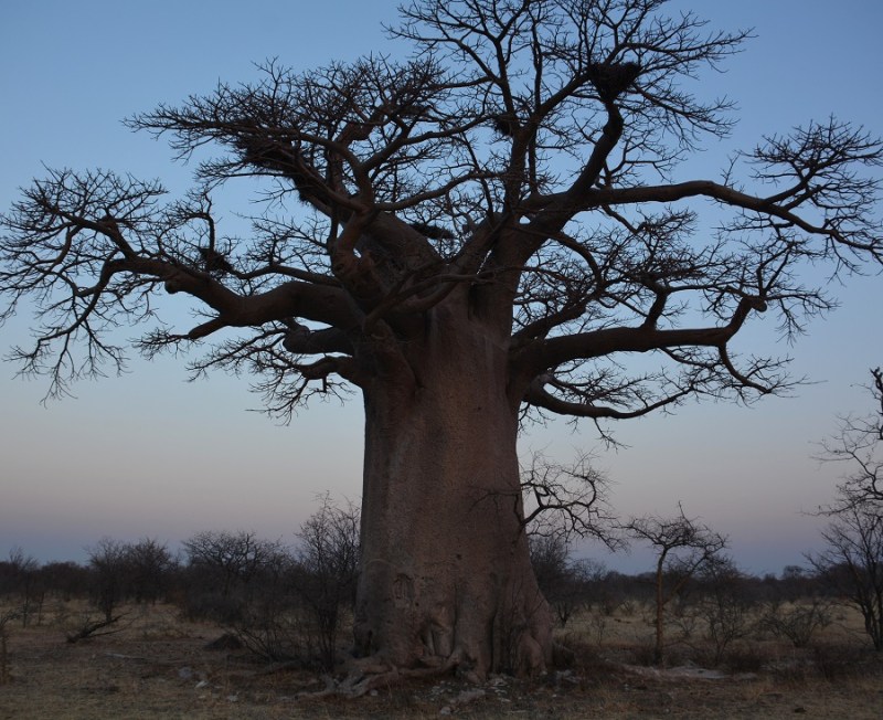 namibija-in-bocvana-2016-3240