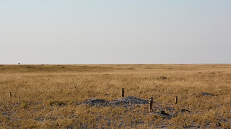 namibija-in-bocvana-2016-3253