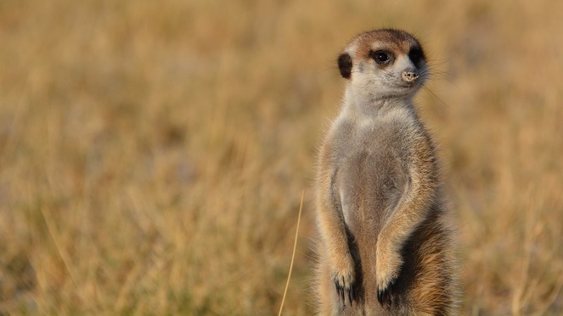 namibija-in-bocvana-2016-3262
