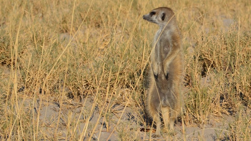 namibija-in-bocvana-2016-3289