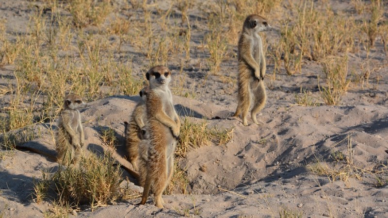 namibija-in-bocvana-2016-3293