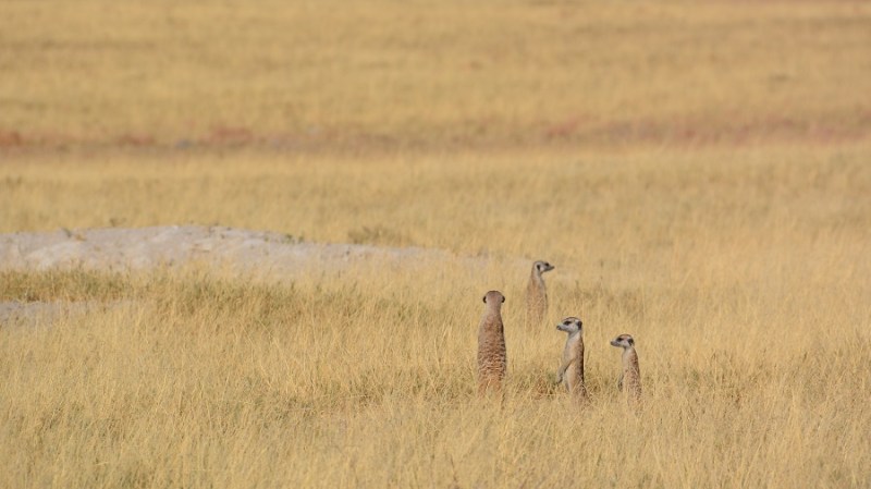 namibija-in-bocvana-2016-3363