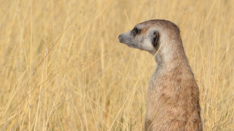 namibija-in-bocvana-2016-3370