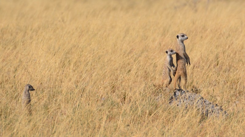 namibija-in-bocvana-2016-3414