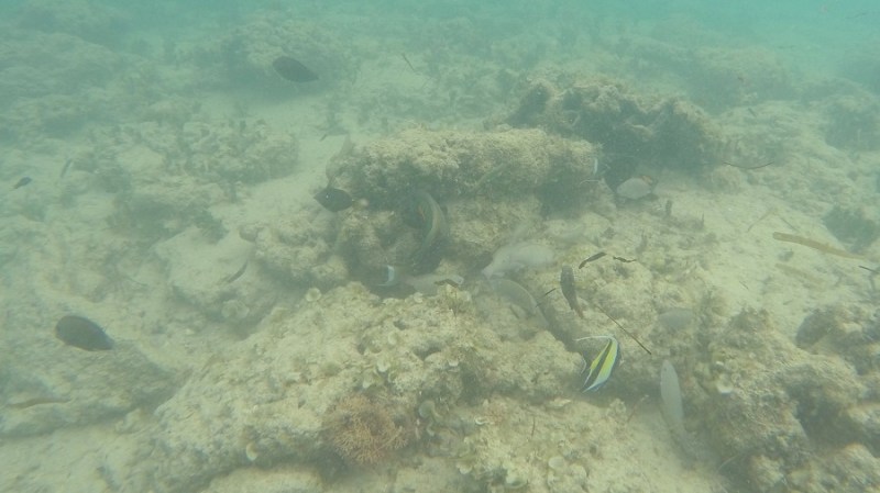 DCIM100GOPROGOPR1182.