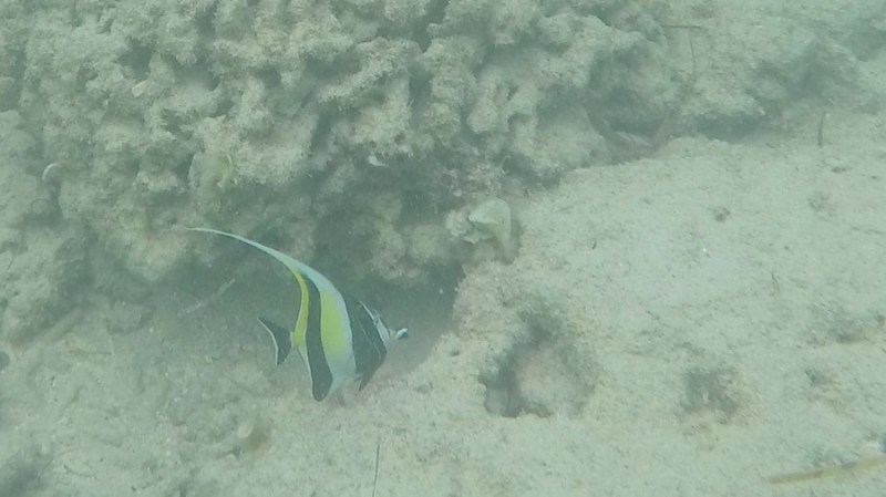 DCIM100GOPROGOPR1187.