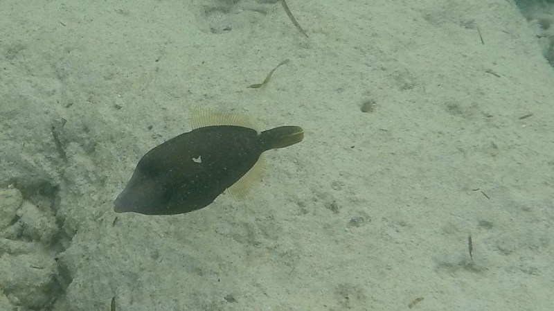 DCIM100GOPROGOPR1194.