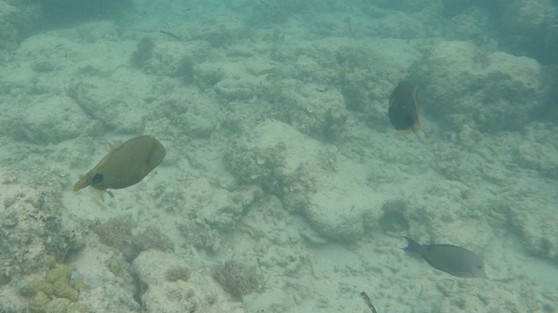 DCIM100GOPROGOPR1195.