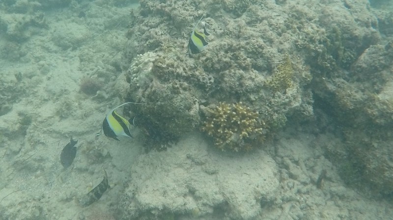 DCIM100GOPROGOPR1197.