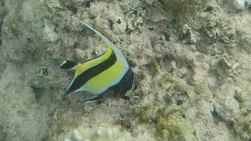 DCIM100GOPROGOPR1199.