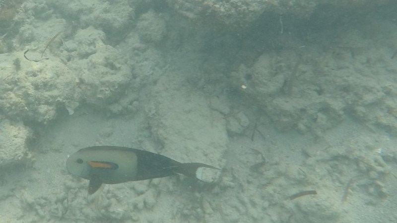 DCIM100GOPROGOPR1203.