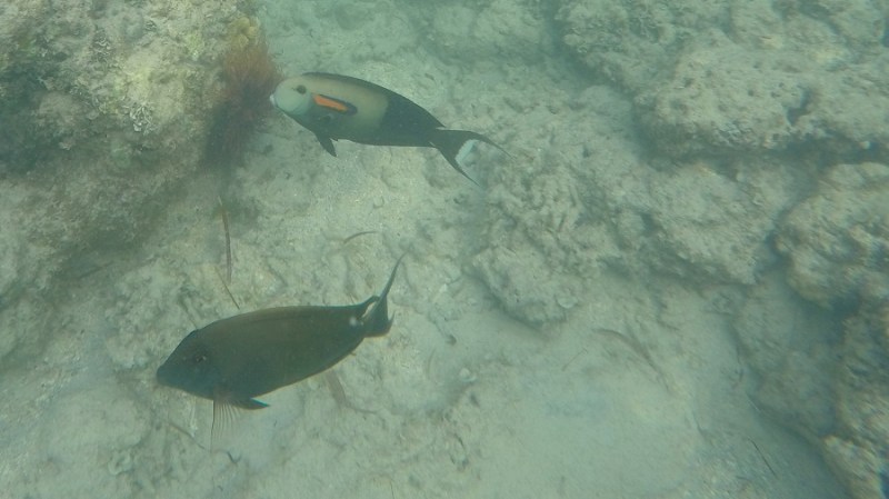 DCIM100GOPROGOPR1205.