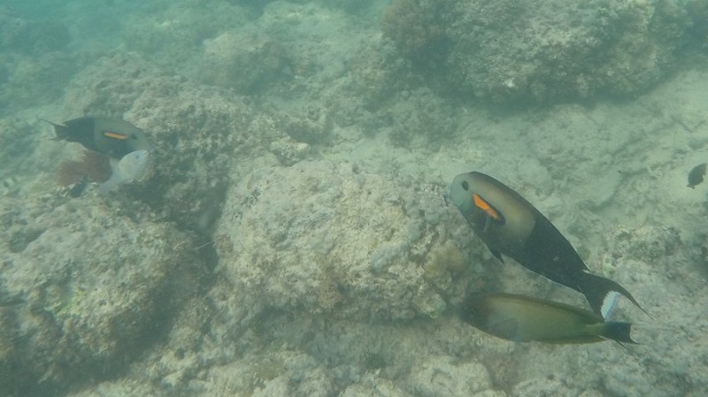 DCIM100GOPROGOPR1206.